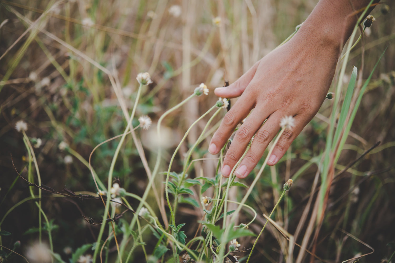 Botanical vs. Steroid Creams for Eczema: Why Shoosha Works on 3 Levels