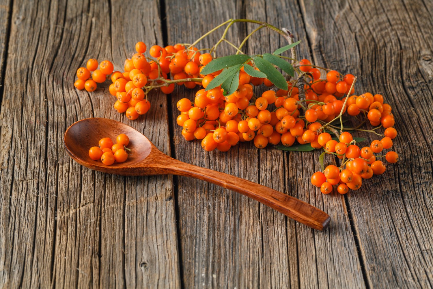 The bioactive advantage of organic products